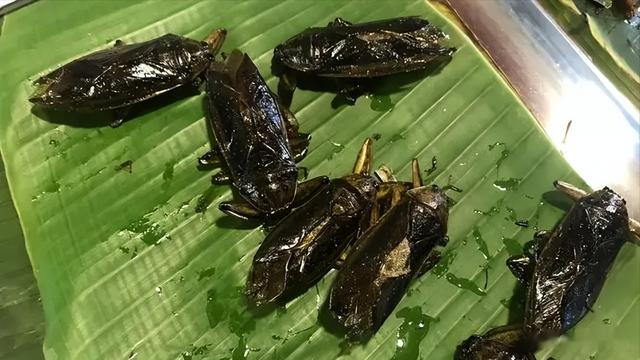 “水中霸王”水知了：连毒蛇都是它的家常菜，口感却比螃蟹还鲜美