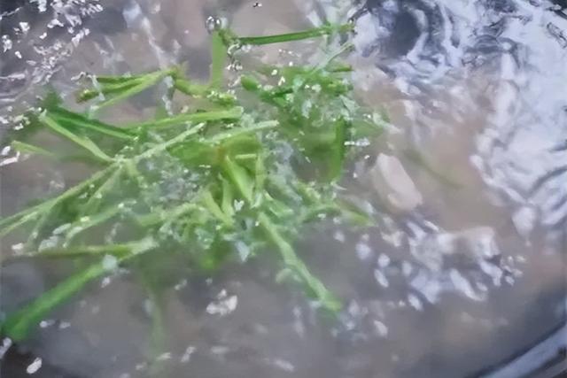 “百病不离肝”,肝脏喜欢的一道菜,每周吃一次,清热解毒还养肝