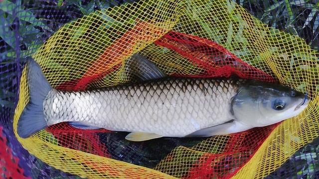 钓草鱼为何总是一场空？不要再钓浮了，钓不到不能怪别人