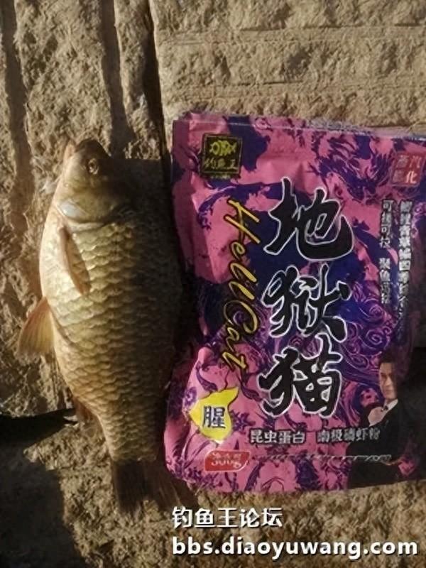 高温酷暑战胶河，地狱猫勇夺三连冠