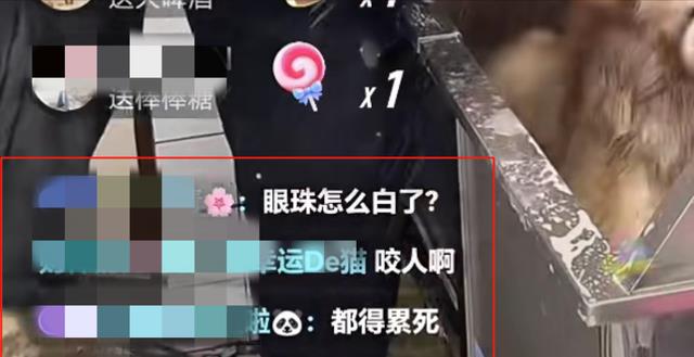 网红潘宏惹众怒，艾特死亡事件发酵，原主人与陈乔恩接连发声