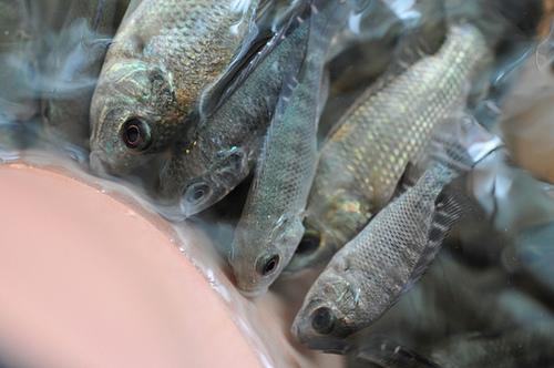 揭秘真假“温泉鱼”，鱼疗真的会有效果吗？