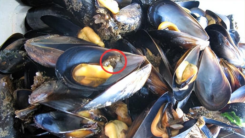 3月吃海鲜，建议大家：别吃花蛤和海虹，多吃4样，应季才鲜美