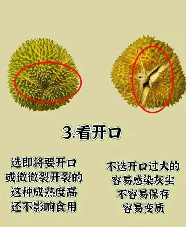 买榴莲不踩雷，4步方法教您挑选出来“报恩的榴莲”，一挑一个准