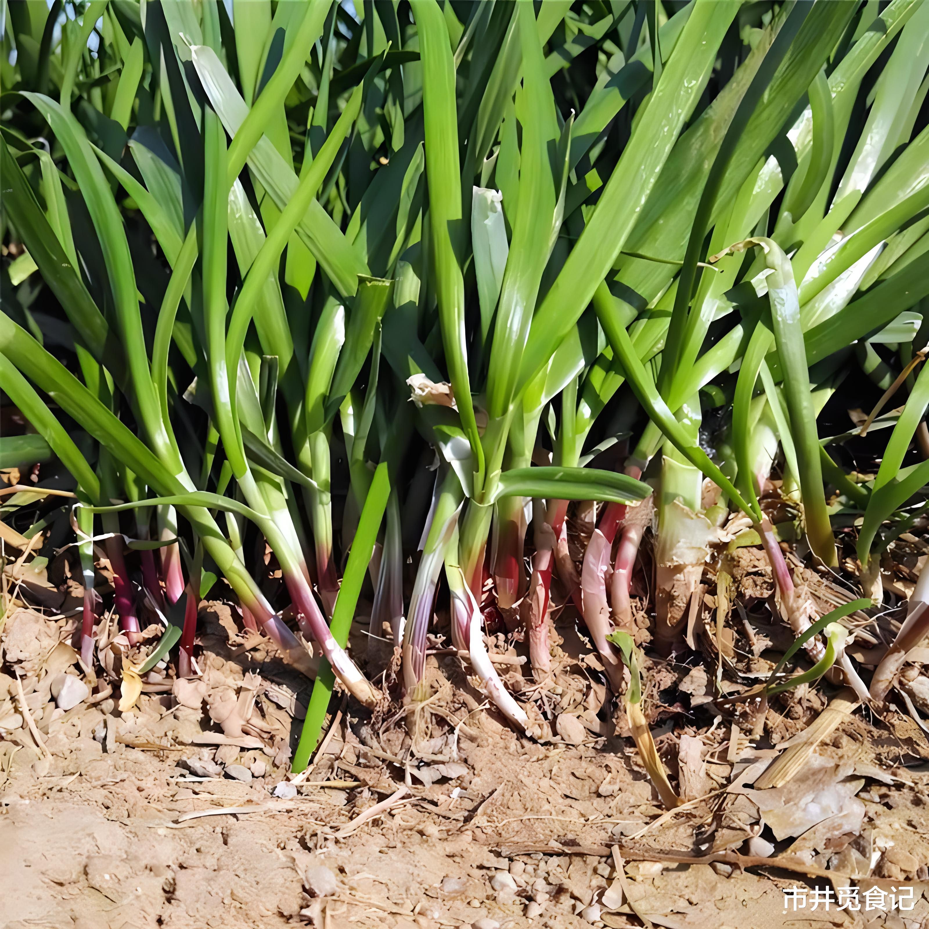 春天吃韭菜，“紫根”和“白根”差别大了！哪种好？建议多了解
