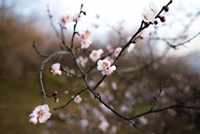 防治慢性肾病！梅花居然还有防治酸中毒功效
