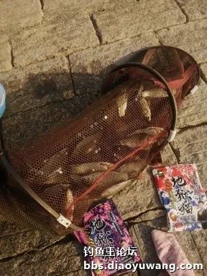 高温酷暑战胶河，地狱猫勇夺三连冠