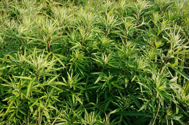 入夏前,遇到这菜使劲吃,一补钙,二消炎,三止咳,错过要等来年