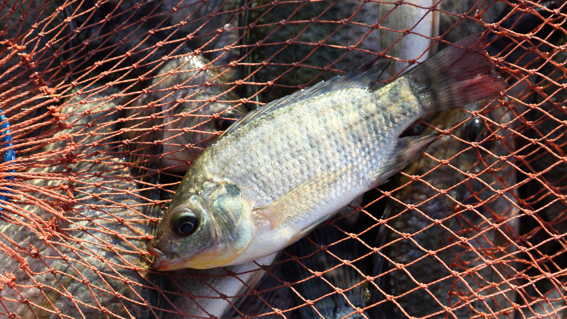 夏季钓罗非，根据水质来配制鱼饵的4个技巧