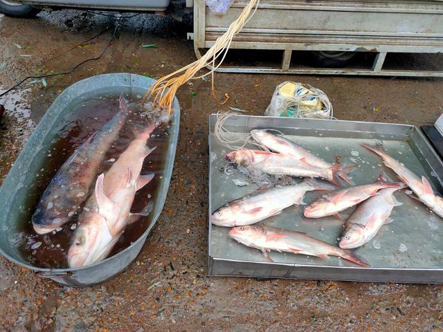 买鱼时，碰到这5种鱼，就算再便宜也不要买，别贪小便宜吃大亏！