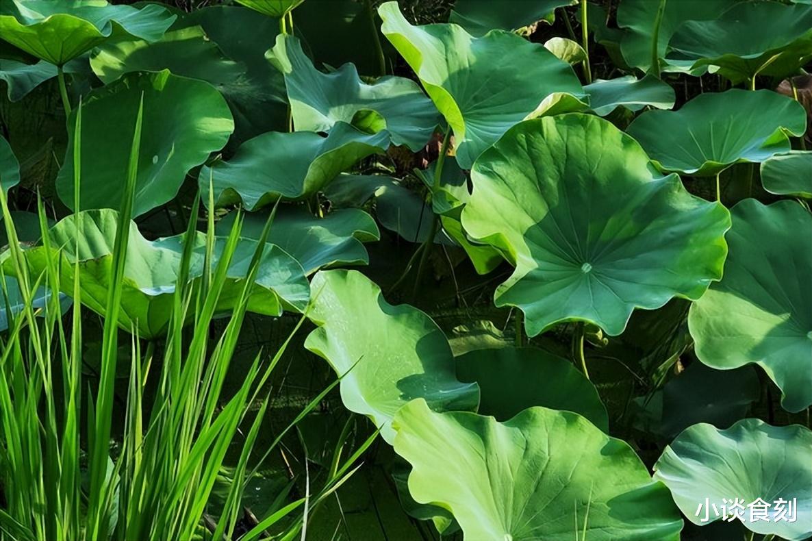 6月10日端午节，俗语“夏至端午前，处处有荒田”啥意思？早了解