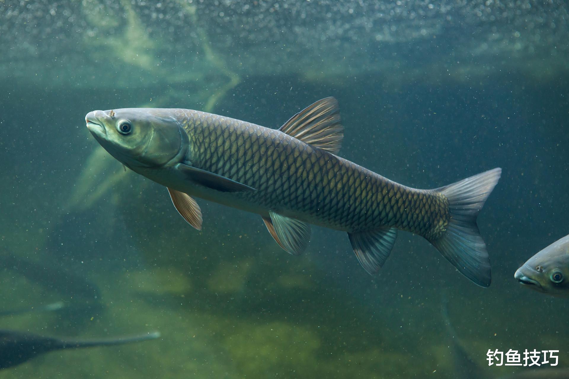 草鱼应该钓浮还是钓底？草鱼钓浮钓底的口诀