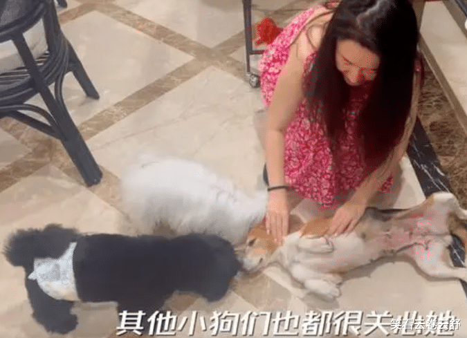 杜江分享收养实验犬后续:不会下楼梯,没见过草坪和太阳?,让人泪目