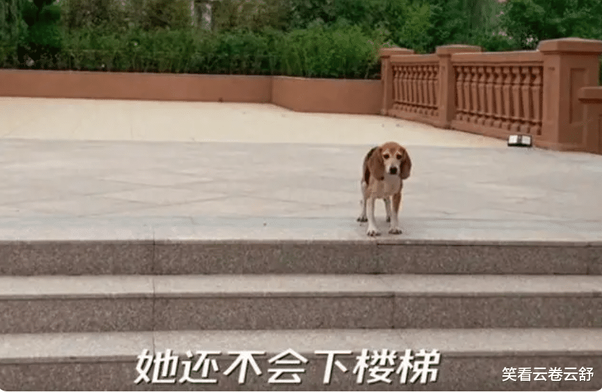 杜江分享收养实验犬后续:不会下楼梯,没见过草坪和太阳?,让人泪目