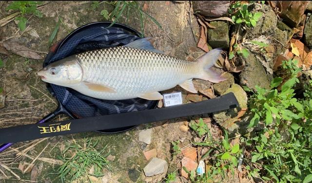 夏天鱼儿更喜欢香饵？实测情况出乎意料，经验主义不可取