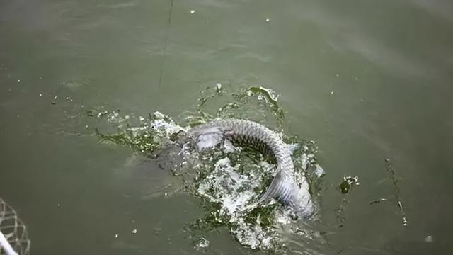 四大家鱼之首的青鱼,为何被称为“索命鱼”?它到底有啥可怕之处