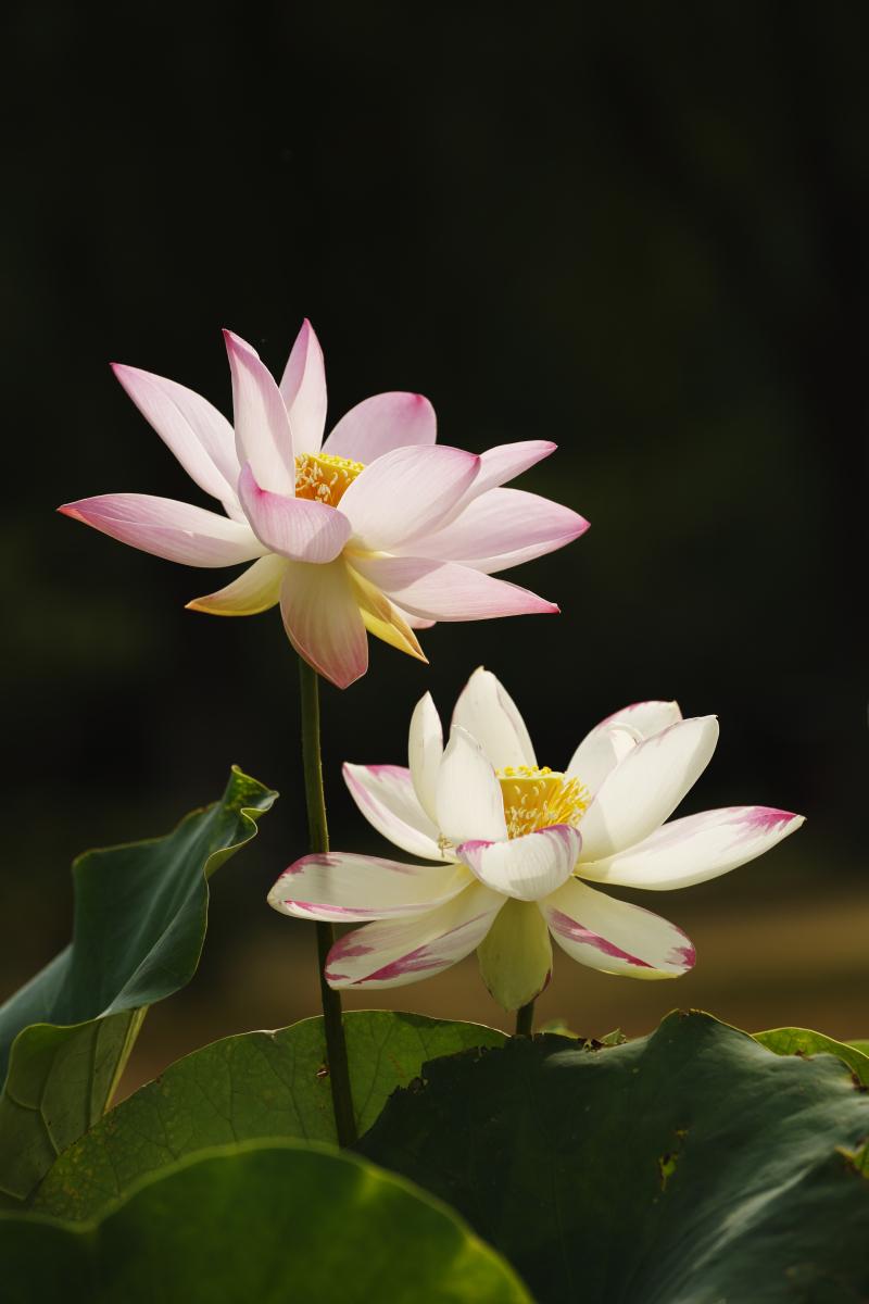 七月崛起的四大星座化身黑马,升职加薪近在咫尺!