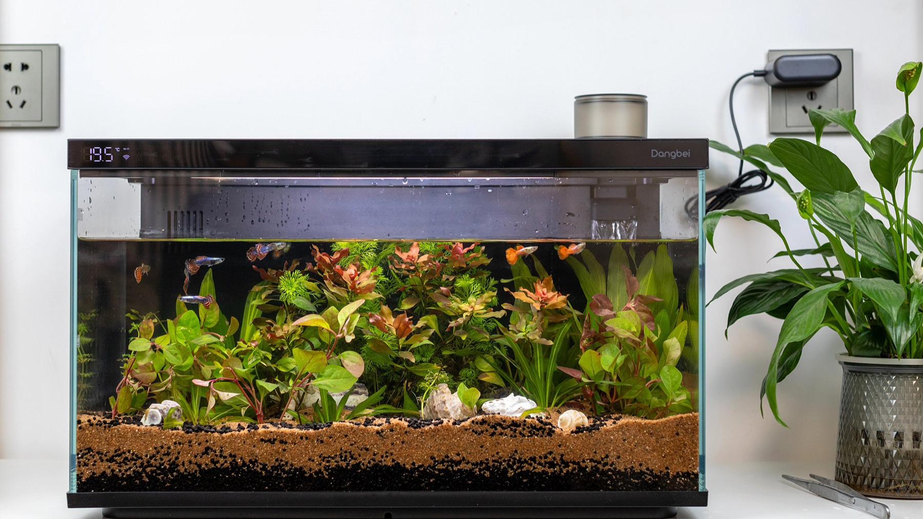 懒人养鱼利器，有了当贝智能鱼缸1Ultra，小白造景也轻松