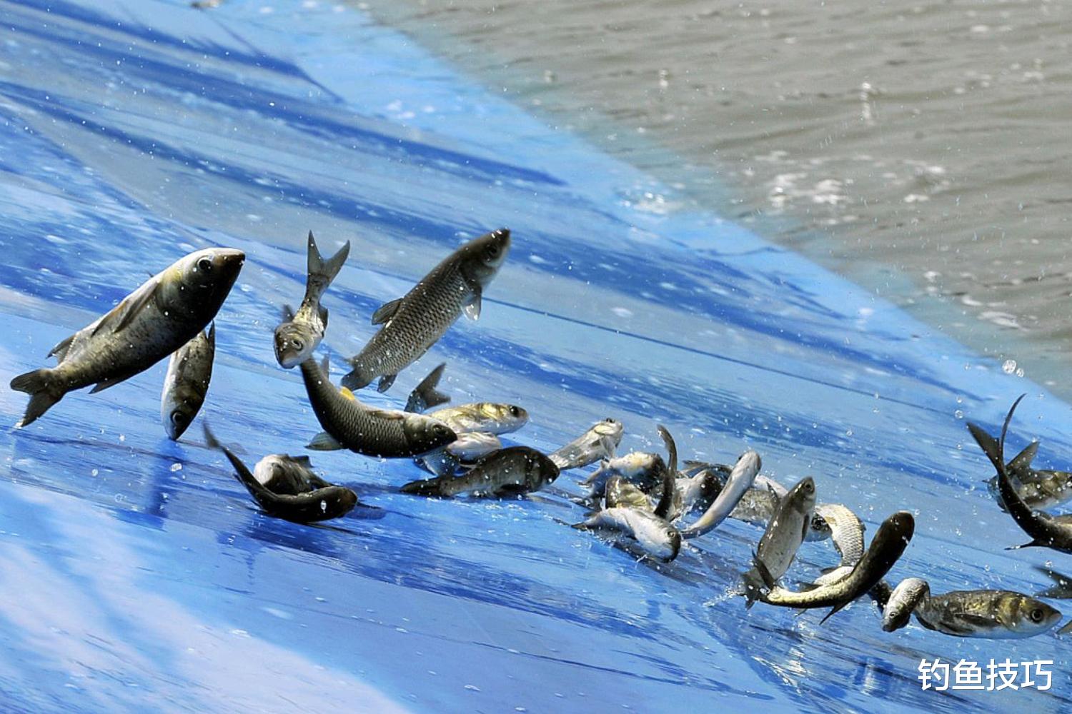 鱼最难钓的4种鱼情，钓鱼避坑指南