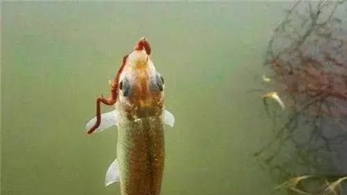 虫饵钓鱼效果好，但你别总知道红虫蚯蚓，野钓十佳虫饵大盘点