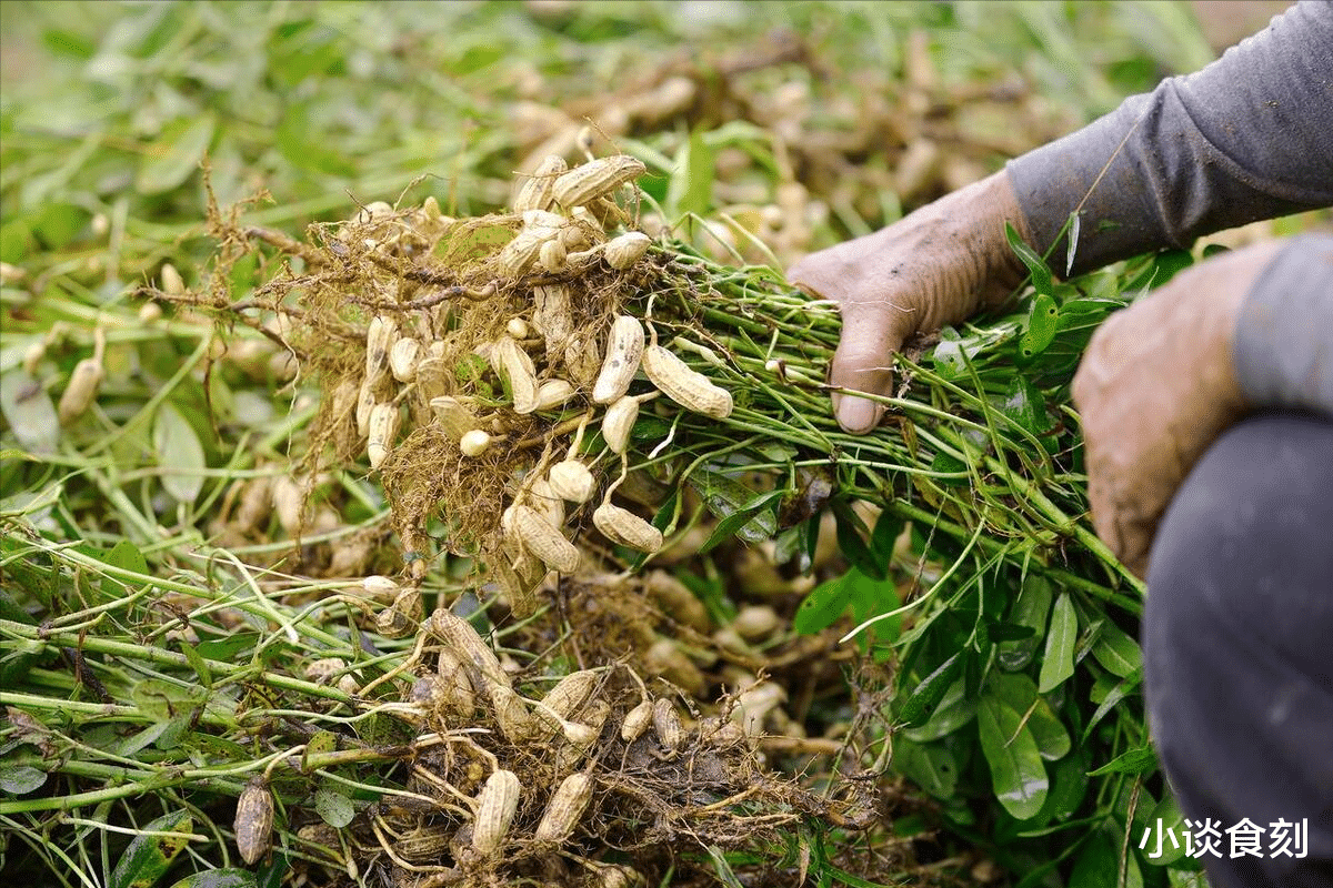 下周三立秋节气，哪些菜要抓紧采收？哪些菜赶紧下种？答案来了