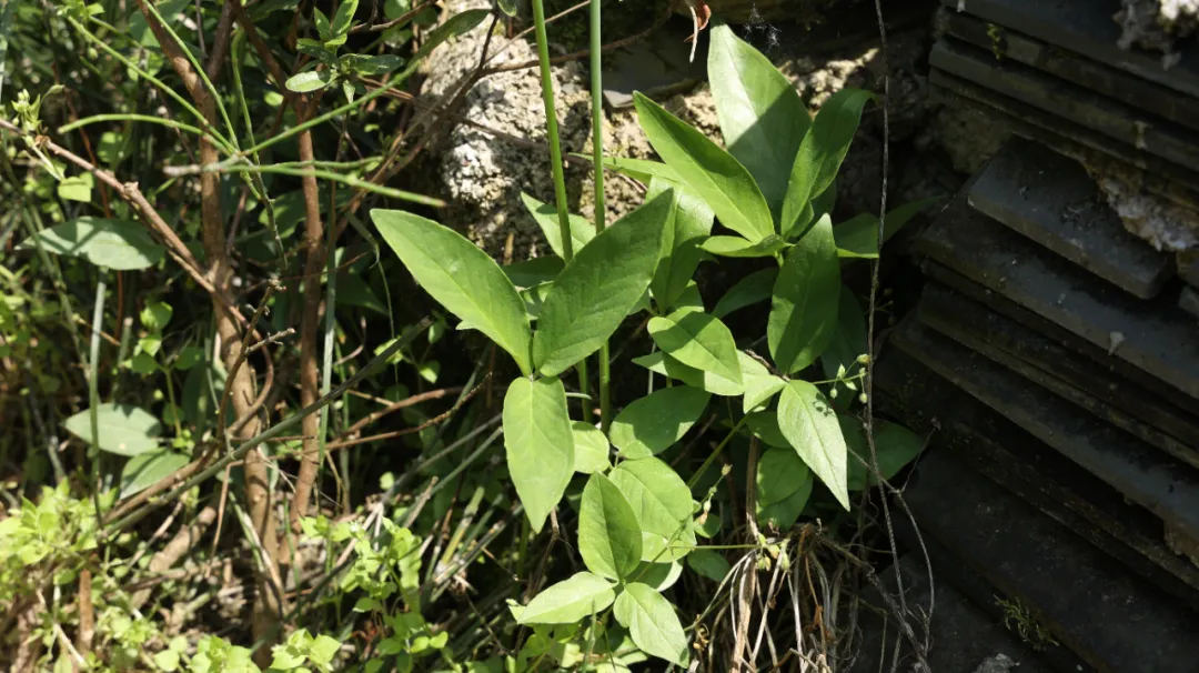 一个特效方，可治消化、循环、泌尿、呼吸、五官、神经、妇科疾病