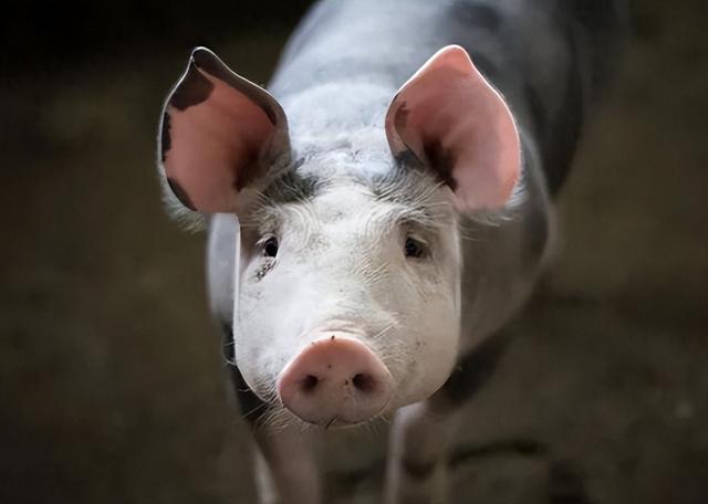 “硼砂猪肉”已泛滥?买猪肉时,牢记3不买,肉贩子都不敢糊弄你