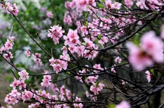 二月二龙抬头,二月初一更讲究:吃3样做3事忌3事,老传统别丢