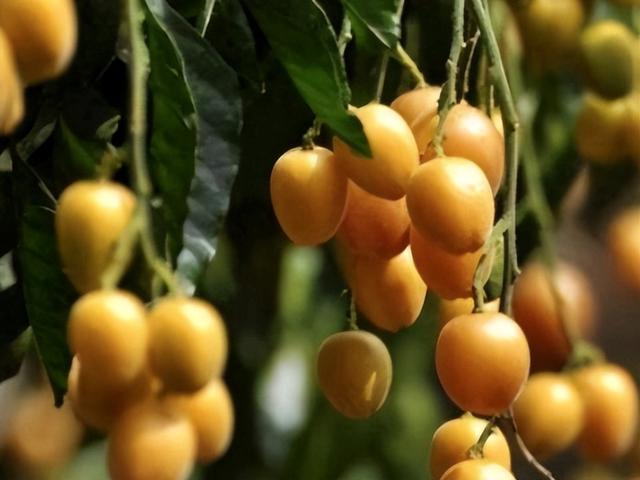 为什么夏天建议多吃黄皮？医生实话：多吃黄皮，或会收获4个好处