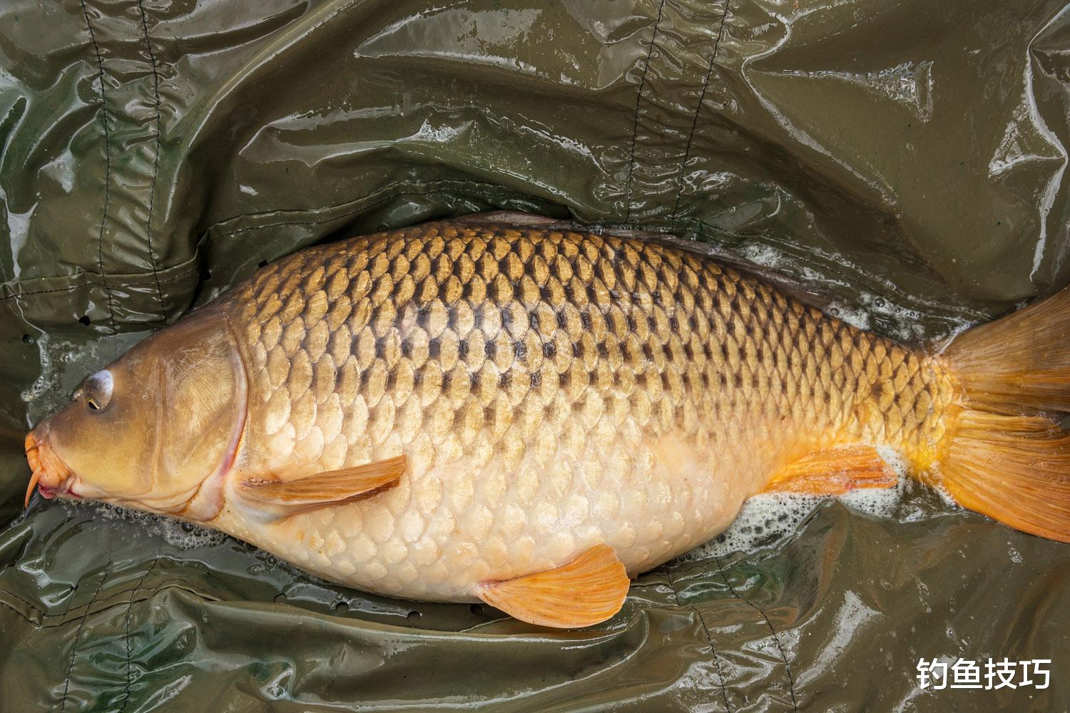 野钓大鲤鱼用饵5个要领，来自钓王的经验