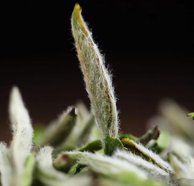 茶毫越多茶叶档次越高？6个方面认识茶毫，快来看看