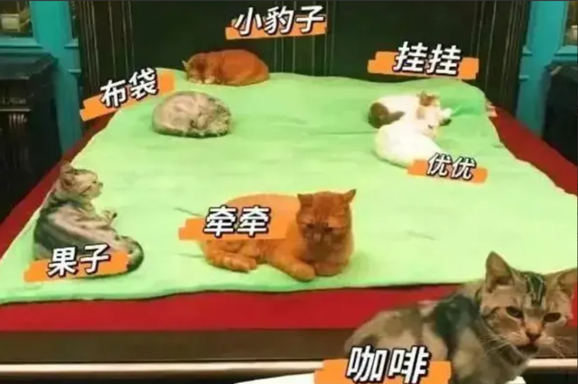 央视钱琳琳:我这辈子最正确的决定,就是带孩子嫁给小6岁的张译