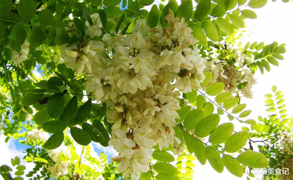 蒸槐花，最忌直接裹面上锅蒸，牢记“1放1窍门”，粒粒焦香不粘坨