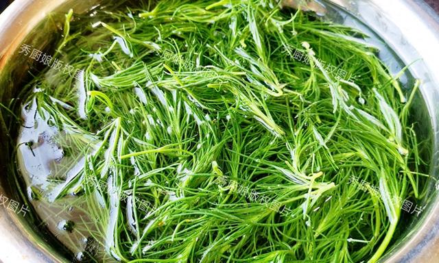 这菜全身是宝,却因名字被人“嫌弃”,比荠菜营养,比韭菜鲜!