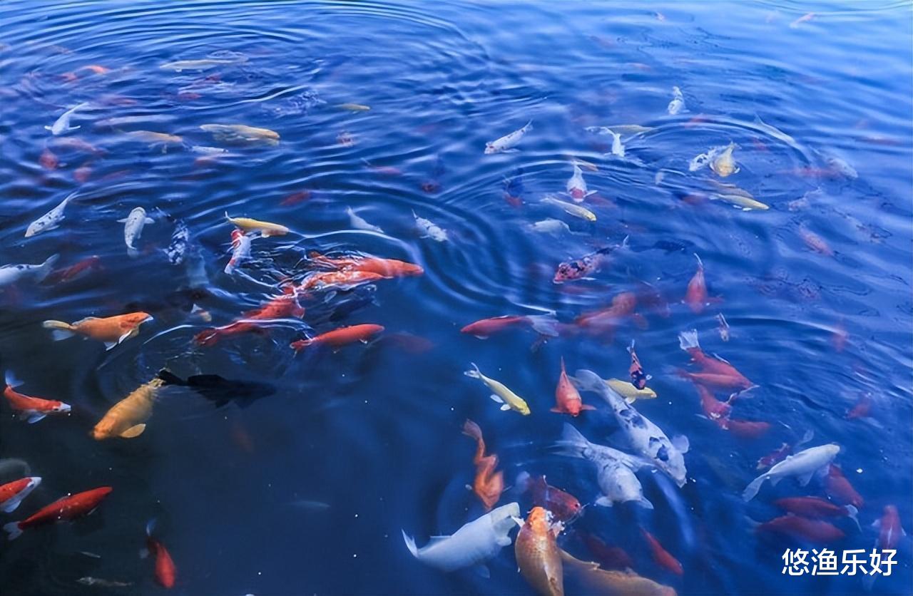 数百斤放生鱼涌入水域，钓友们的狂欢还是噩梦？谈谈我的看法
