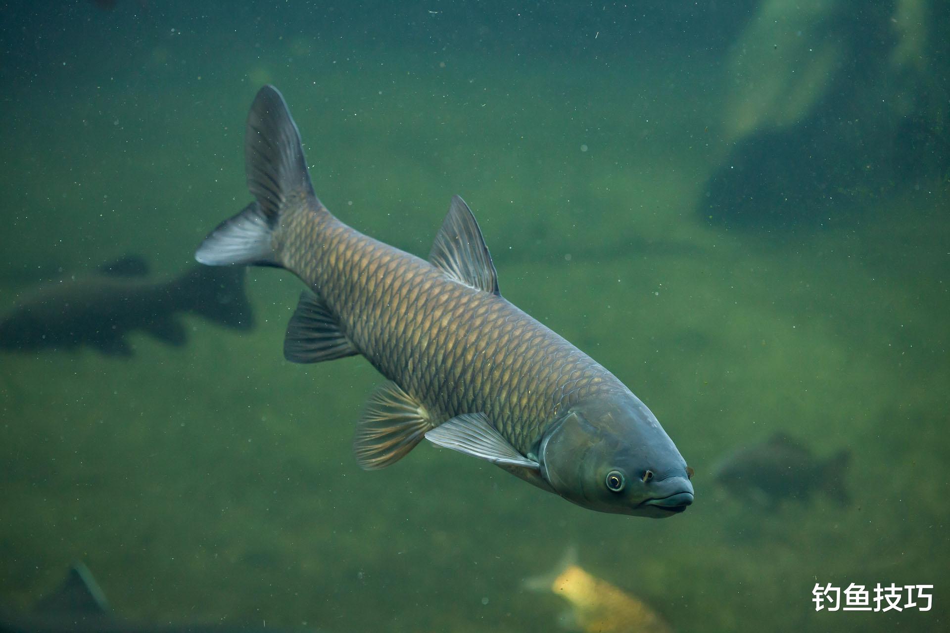 草鱼应该钓浮还是钓底？草鱼钓浮钓底的口诀