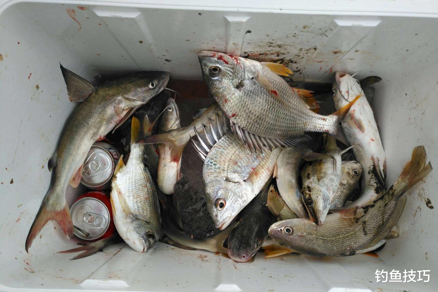 海钓虾饵的4种用法，垂钓效果的对比分析