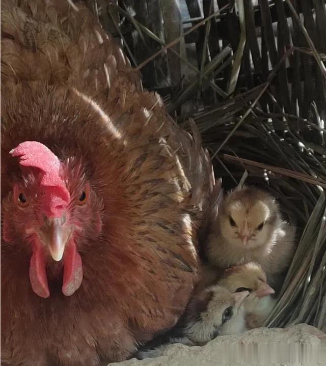 自己养过鸡才知道,为什么现在的鸡不好吃,一点都不香还柴咬不动