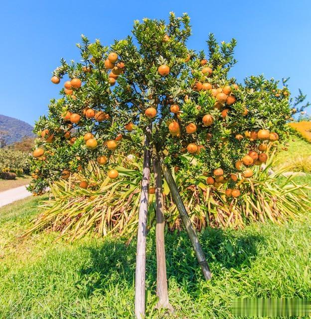 心理测试：你认为哪棵橘子树的果子又大又甜，测你的洞察力强吗？