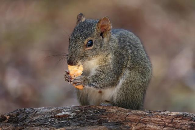 不到1.4萬！RF200-800大炮你心動嗎？