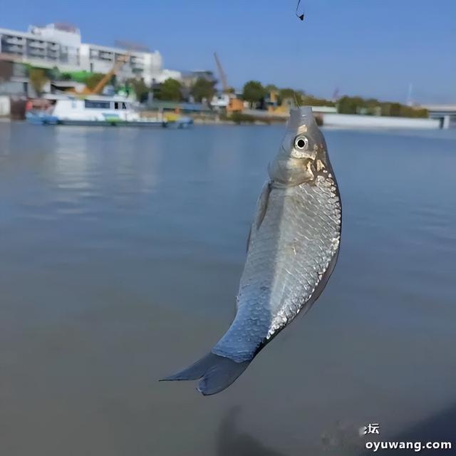 腥香地狱猫初春爽钓鲫