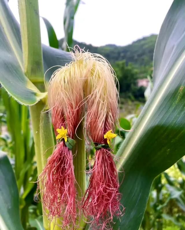 田野发型师\uD83D\uDE0D