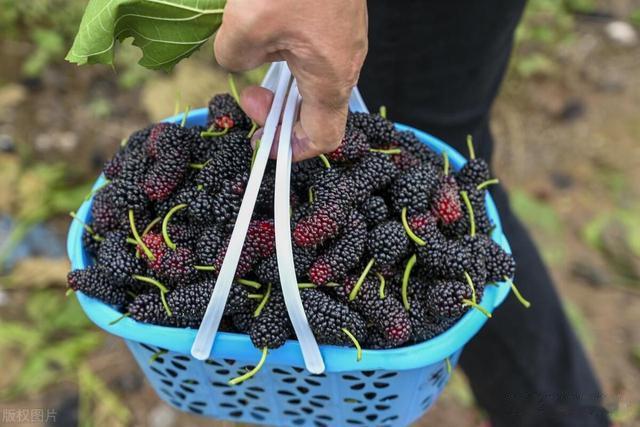 桑葚别用盐水泡,等于吃虫卵,教你一招,虫卵全跑光,吃着更放心