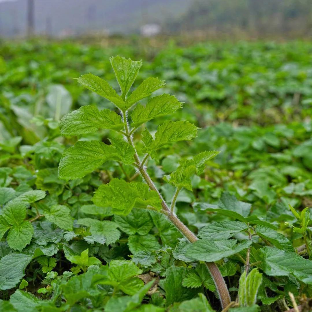 惊蛰新启，络门舒与你共赴肌肤新生之旅