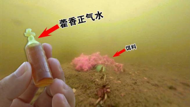 别听别人忽悠了！加藿香正气水钓鱼没有效果，甚至还起反作用