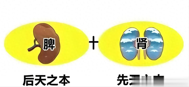 儿科医生讲真话：孩子骨骼生长在脾肾！脾肾不足要多吃这类食物！