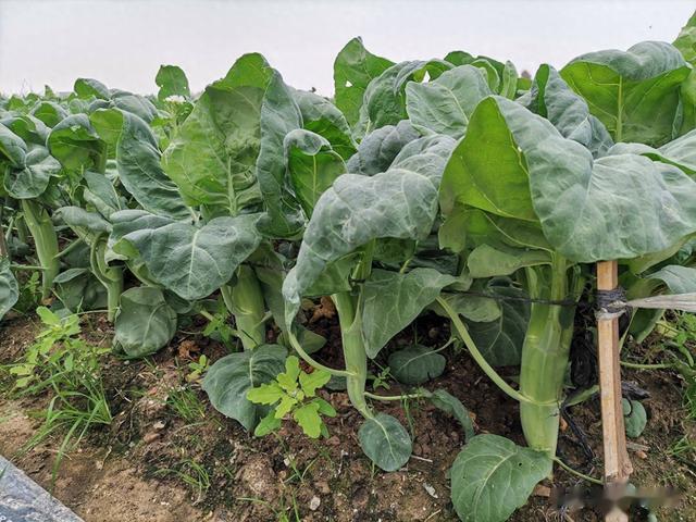 我国比较冷门的6种蔬菜,全吃5种以上是行家,你认识几种?