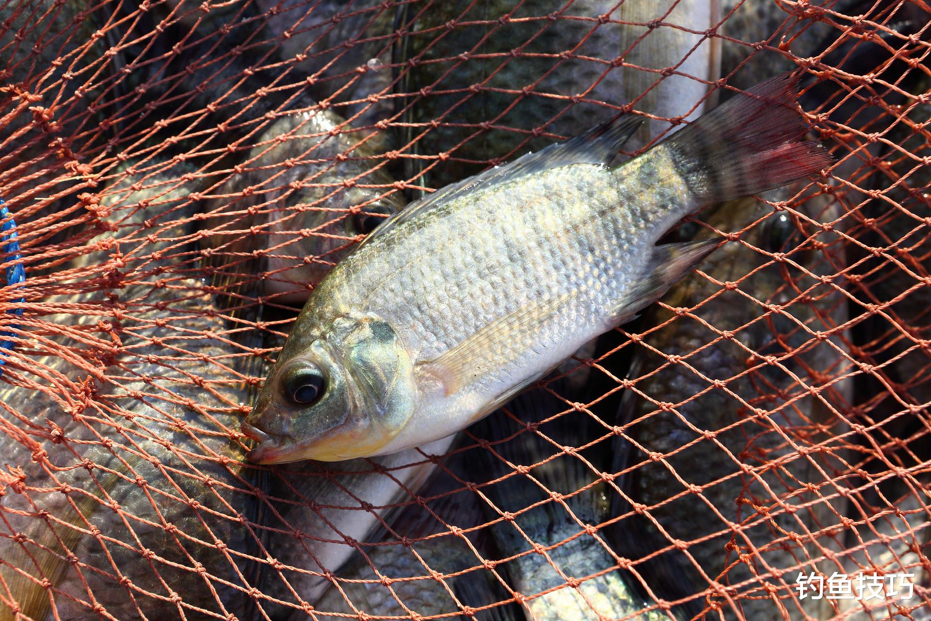 夏季釣羅非，根據水質來配制魚餌的4個技巧