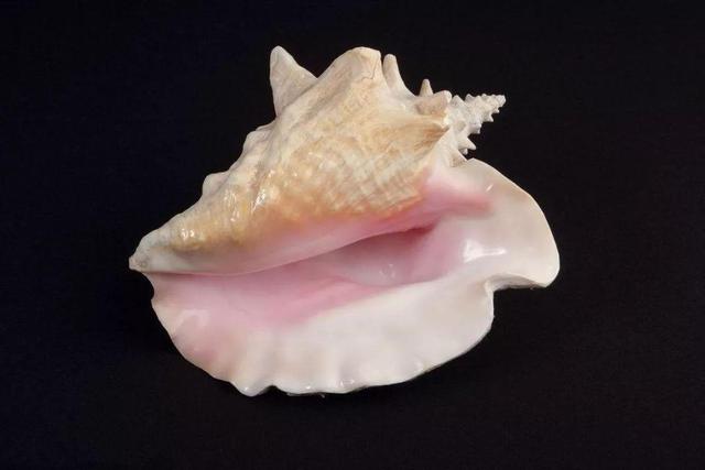 海螺文玩背后的故事，四大名螺竟有这些讲究！