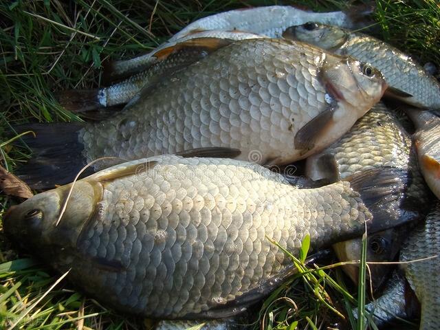 春季钓鱼怎么爆护？只有一个方法！懂了之后，大板鲫看到你都害怕